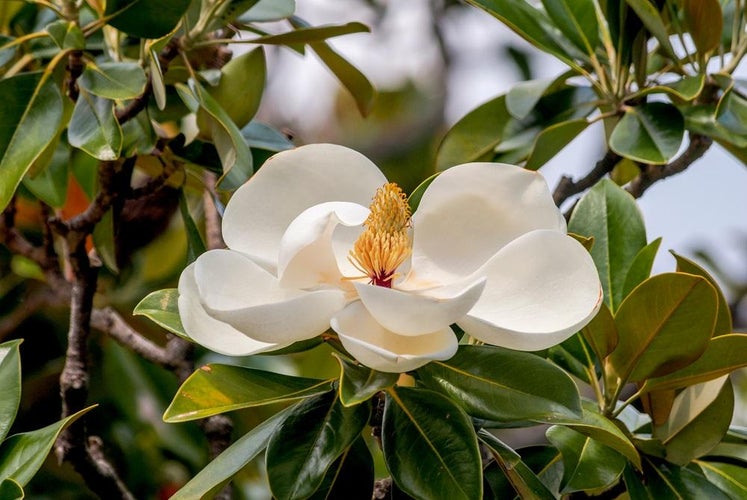 Magnolie